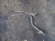 Шланг тормозной Опель Антара, Шевроле Каптива передний левый 96625949, 95477363, 4818964, - БУ-2