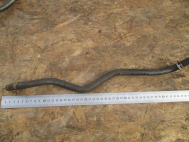 Шланг от расширительного бачка до коллектора вПускного 98AB8K276DE 1134887  Форд Фокус 1 1,8 л - БУ