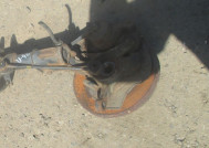 Кулак левый 96870493, 96459242 Шевроле Авео Т200-255 - без отверстия под АБС - со ступицей, - БУ